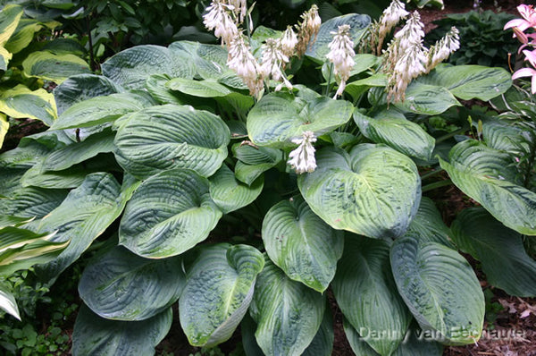 Hosta 'Amos'