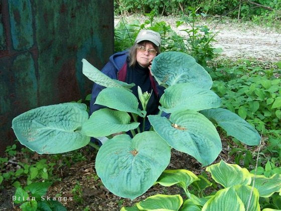 Hosta 'Amos'