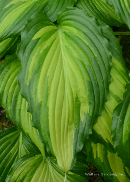 Hosta 'Angel Falls'