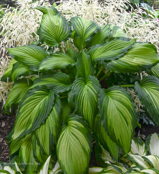 Hosta 'Angel Falls'