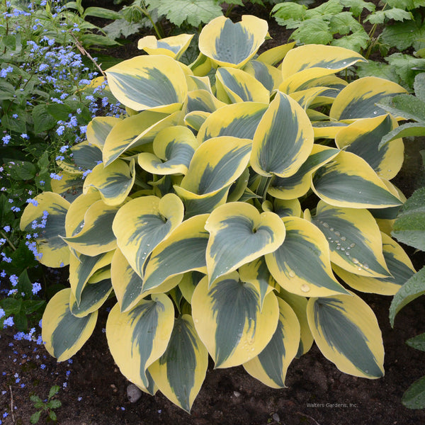 Hosta 'Autumn Frost'