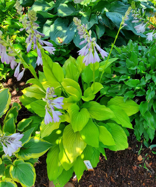 Hosta 'Ava Ann'