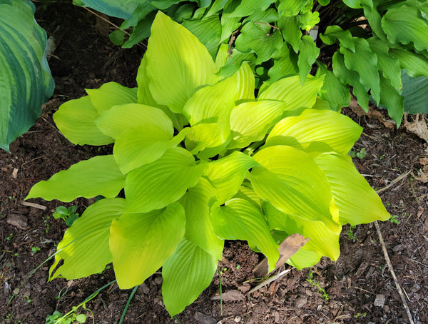 Hosta 'Ava Ann'