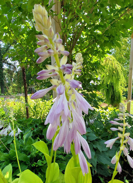 Hosta 'Ava Ann'