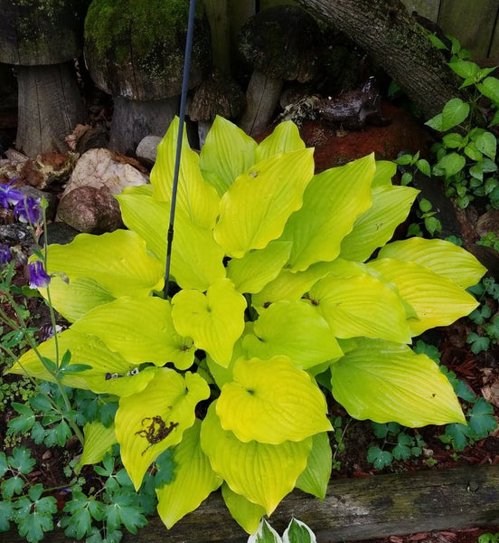 Hosta 'Ava Ann'