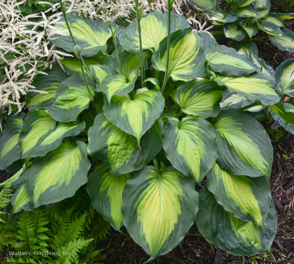 Hosta 'Beyond Glory'