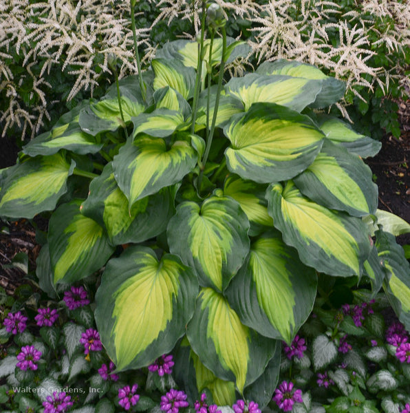 Hosta 'Beyond Glory'