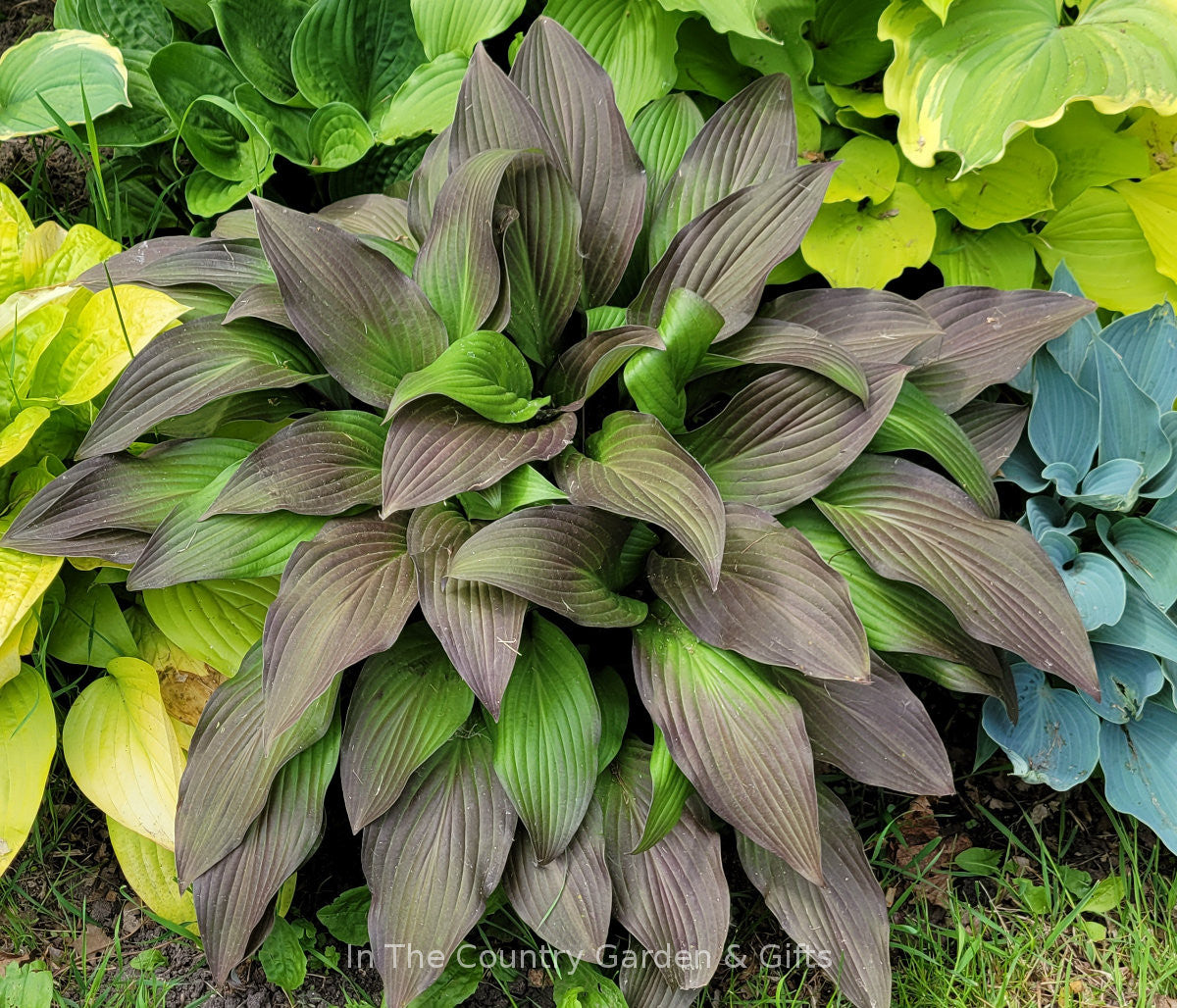 Hosta 'Bloodline' Red Hosta In The Country Garden & Gifts Online Store