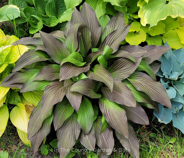 Hosta 'Bloodline'