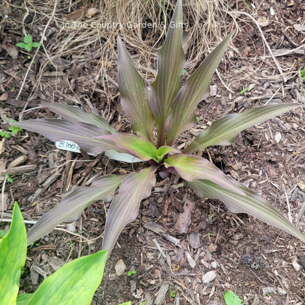 Hosta 'Bloodline'