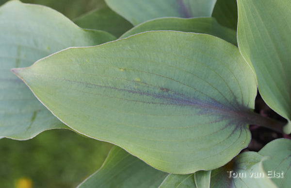 Hosta 'Blushing Blue'