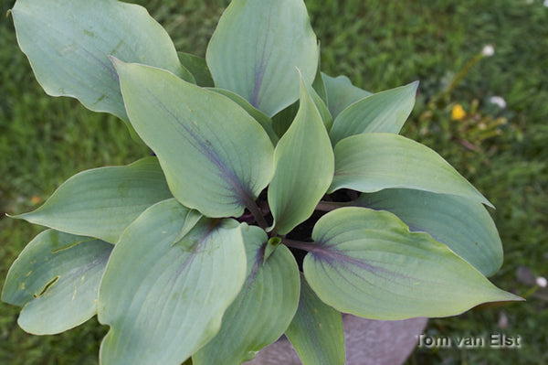 Hosta 'Blushing Blue'