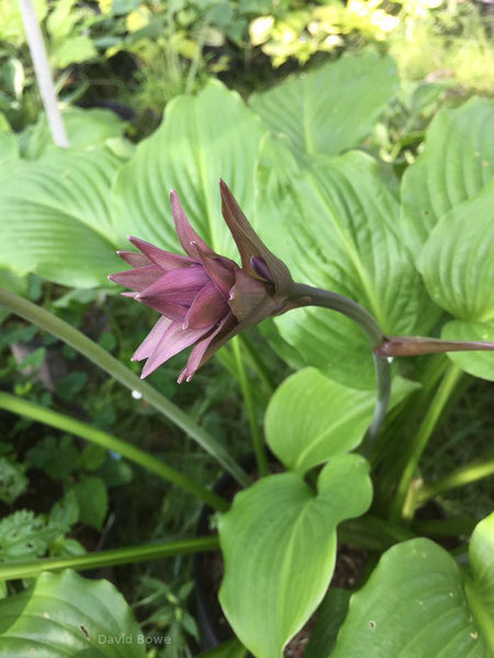 Hosta 'Bohemian Queen'