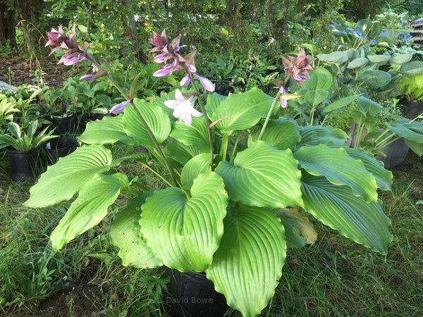 Hosta 'Bohemian Queen'