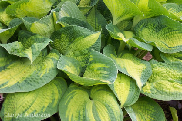 Hosta 'Brother Stefan'