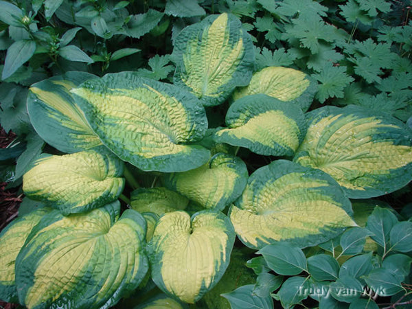 Hosta 'Brother Stefan'
