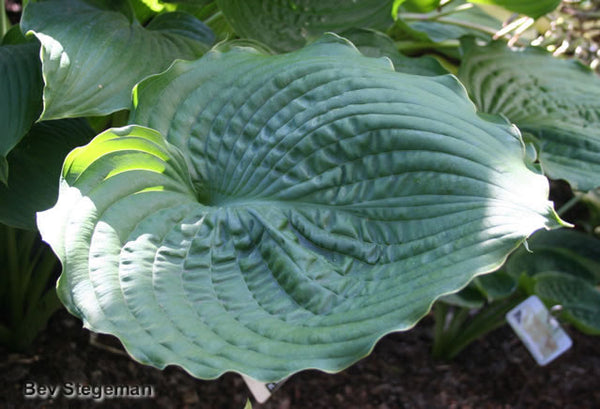 Hosta 'Brutus'