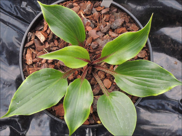 Hosta 'Cherry Red'