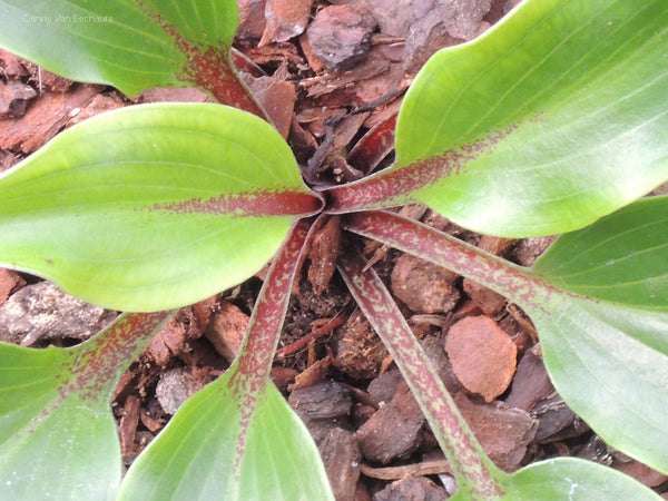 Hosta 'Cherry Red'