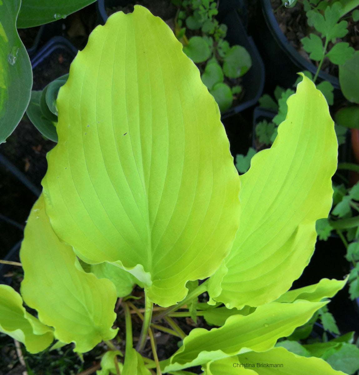 Hosta 'Chris' Yellow Ruffles' – In The Country Garden & Gifts