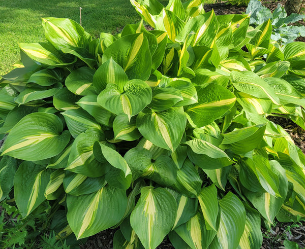 Hosta 'Country Heartthrob'