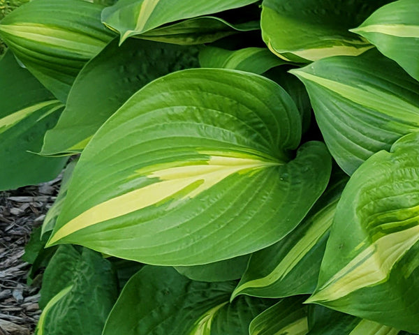 Hosta 'Country Heartthrob'