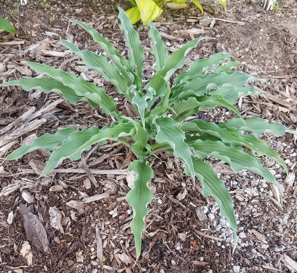Hosta 'Country Livewire'
