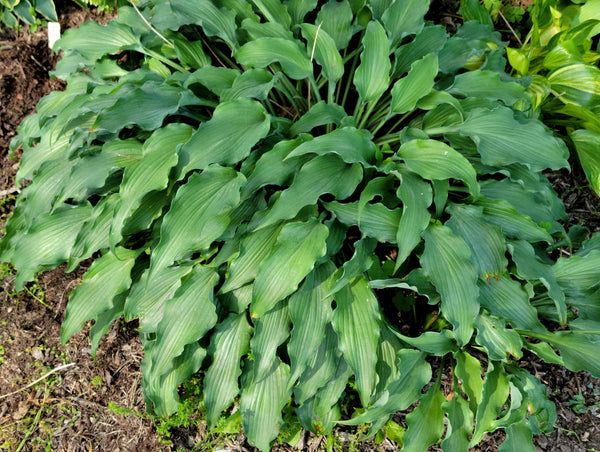 Hosta 'Country Livewire'
