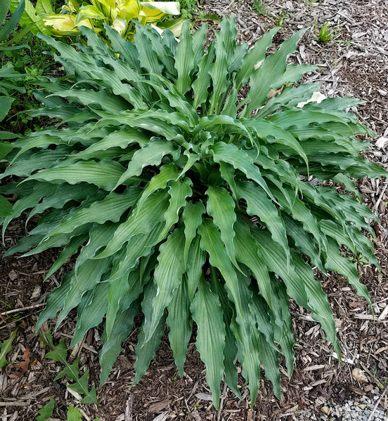 Hosta 'Country Livewire'