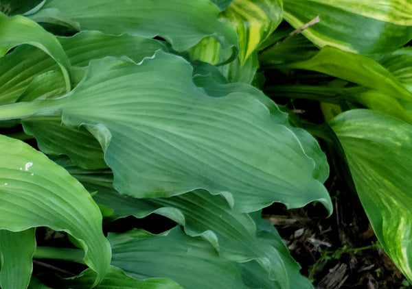 Hosta 'Country Livewire'