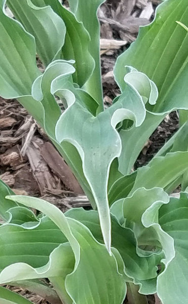Hosta 'Country Livewire'