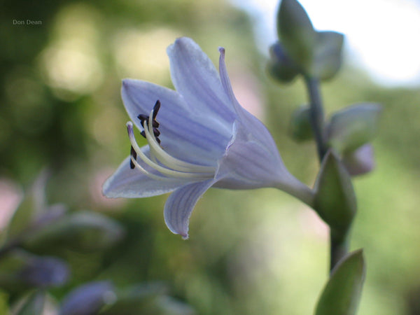 Hosta 'Country River Rapids' flower