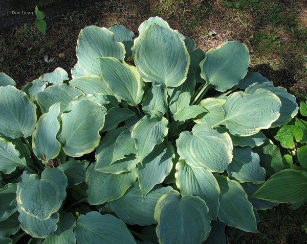 Hosta 'Country River Rapids'