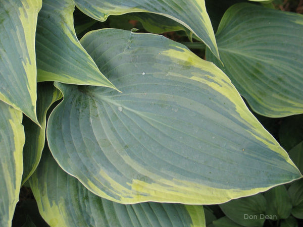 Hosta 'Country Warrior'