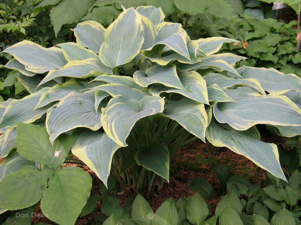 Hosta 'Country Warrior'