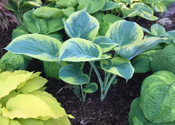 Hosta 'Eclipse of the Heart'