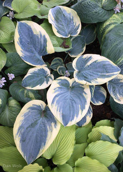 Hosta 'Eclipse of the Heart'