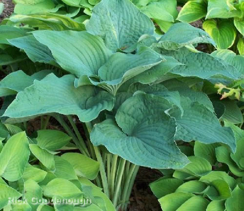 Hosta 'Frank Lloyd Wright'