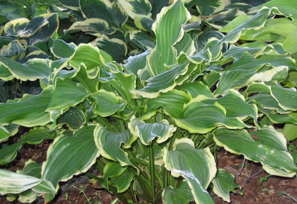 Hosta 'Ginsu Knife'