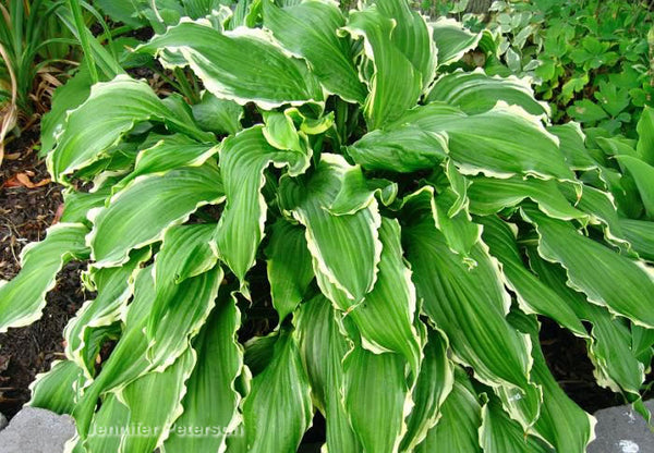 Hosta 'Ginsu Knife'
