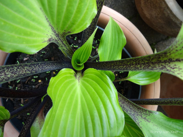 Hosta 'Holar Black Swan'