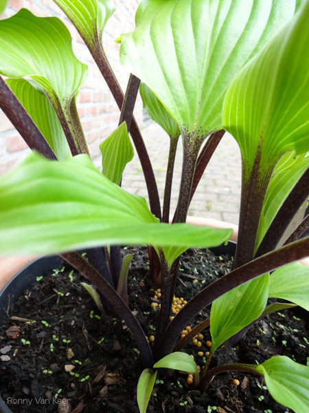 Hosta 'Holar Black Swan'