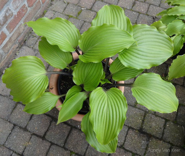 Hosta 'Holar Black Swan'