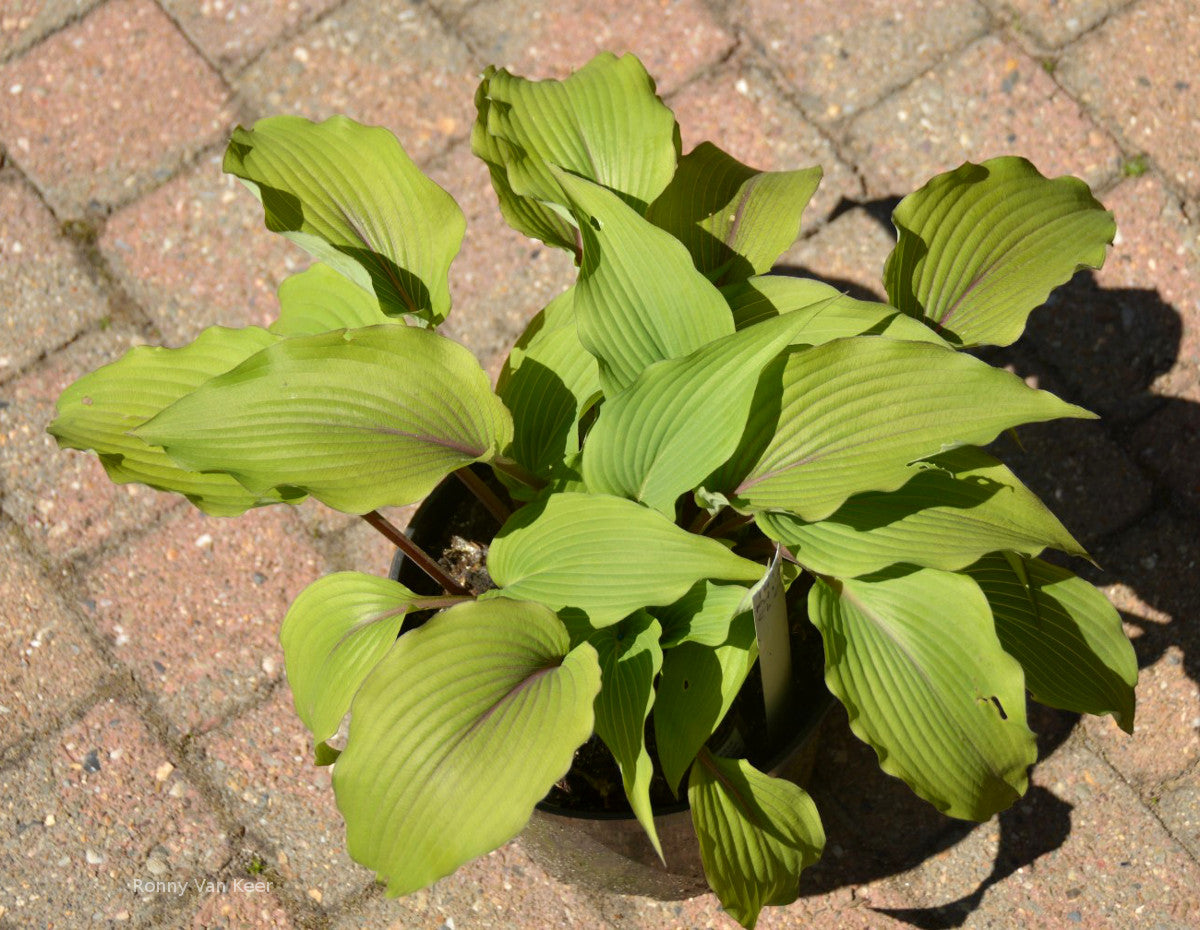 Hosta 'Holar Mystic Girl' In The Country Garden & Gifts Online Store