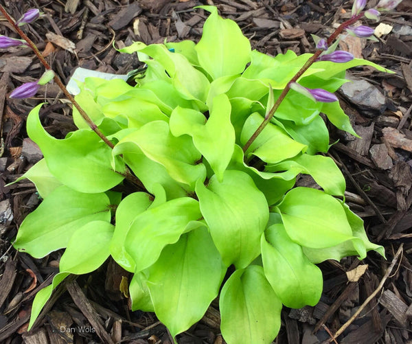 Hosta 'Li'l Smooch'