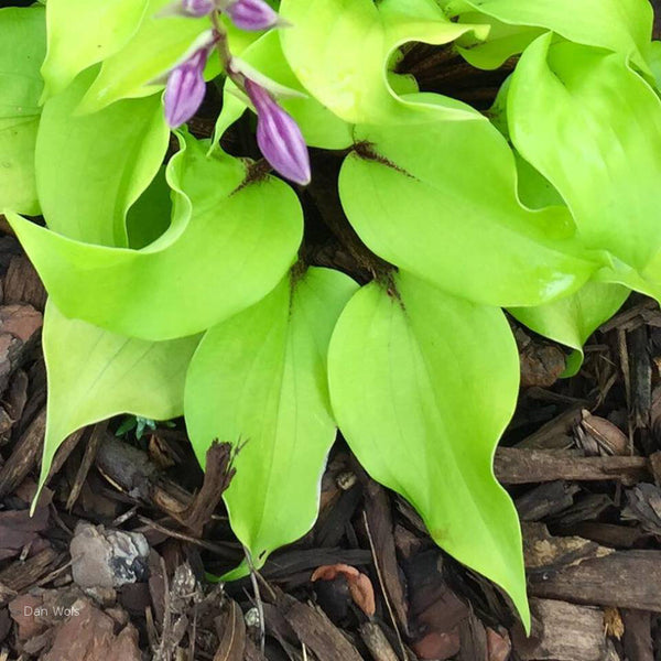 Hosta 'Li'l Smooch'