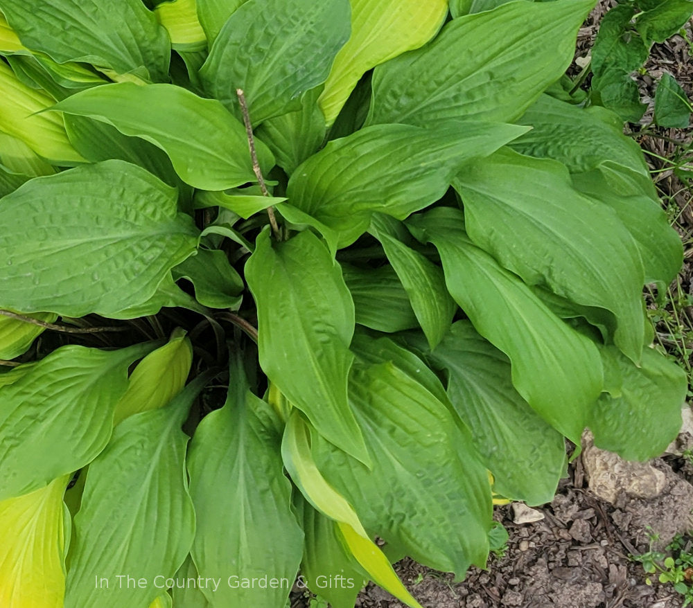 Hosta 'Lipstick Sister' In The Country Garden & Gifts Online Store