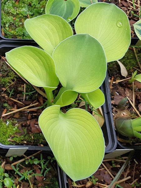Hosta 'Magical Mouse Ears'
