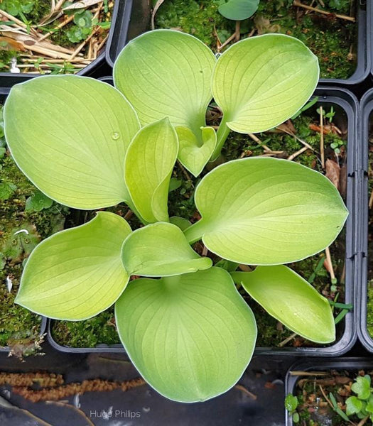 Hosta 'Magical Mouse Ears'