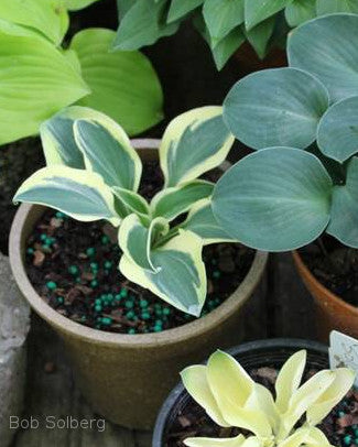 Hosta 'Mouse Madness'
